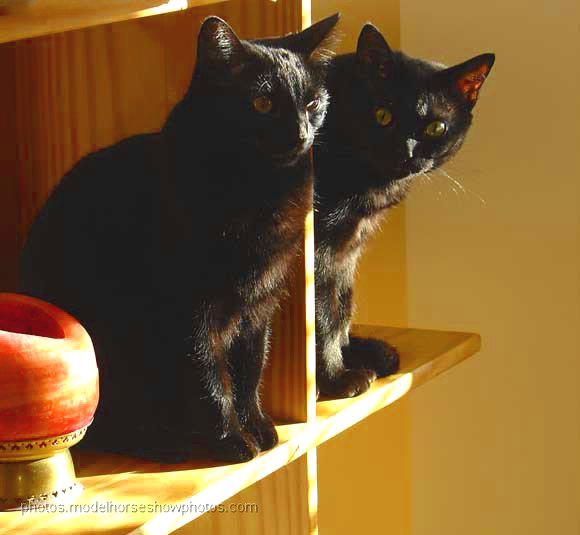 Decorative Bookends (Pair)